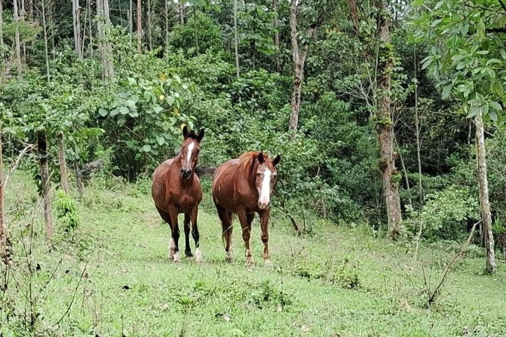 Sitio Som Das Aguas Benedito Novo Bagian luar foto